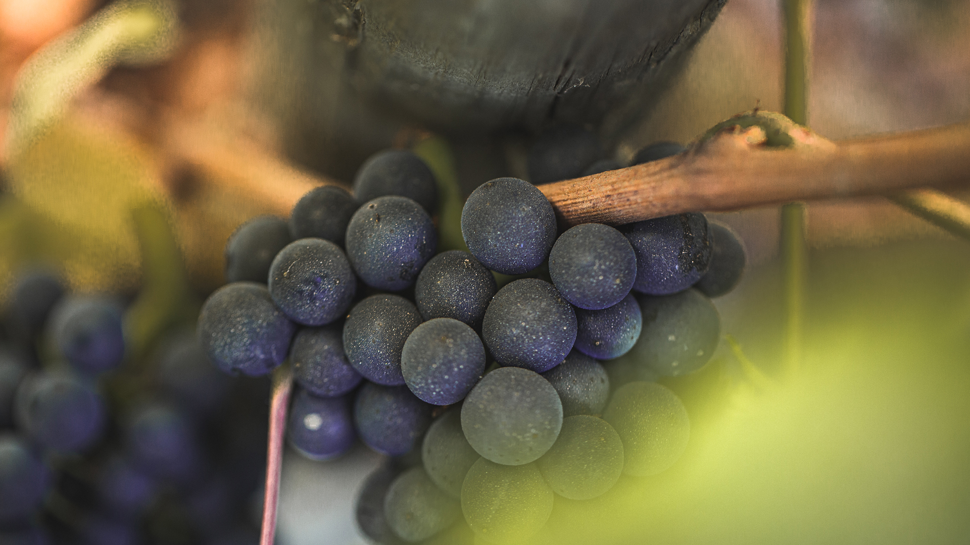 Viña Leyda 2022 Lot 21 Pinot Noir (Leyda Valley) Rating and